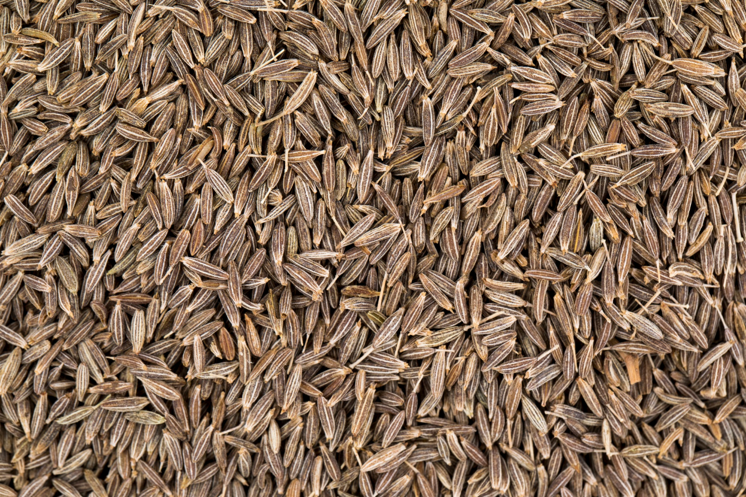 export cumin seeds