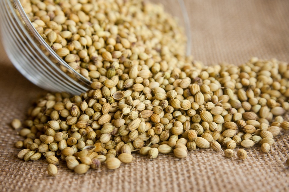 export quality coriander seeds